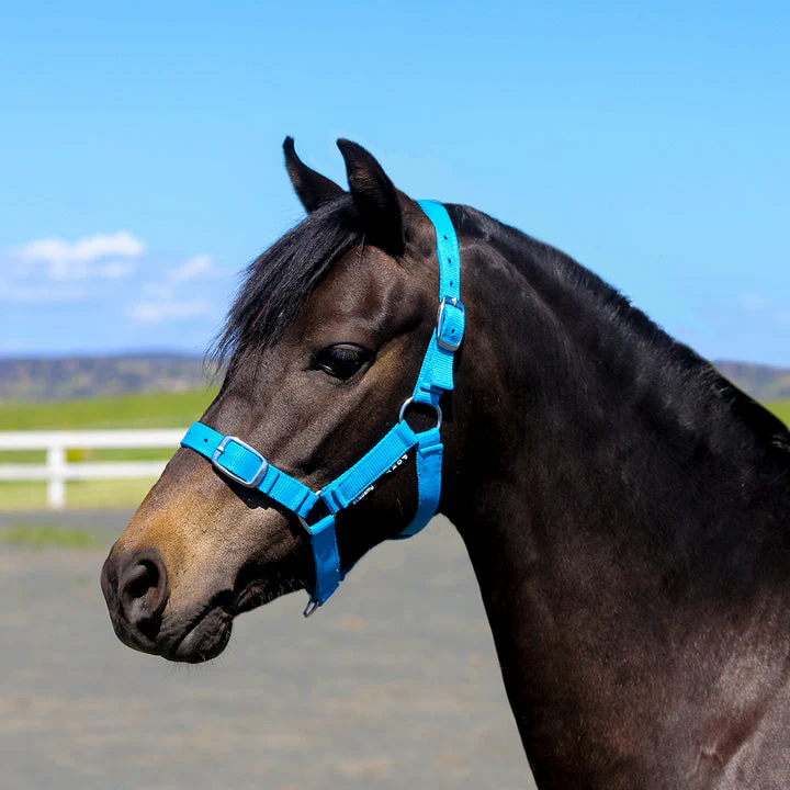 Academy Web Halter - Image 6