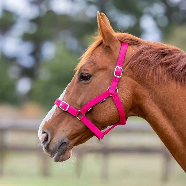 Academy Web Halter - Image 7